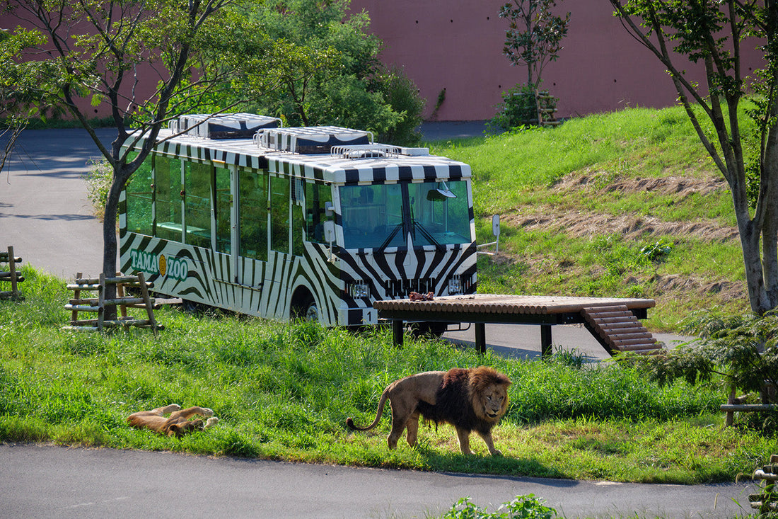 A Day Out at Tama Zoo – Nature, Lions, and a Bit of a Hike