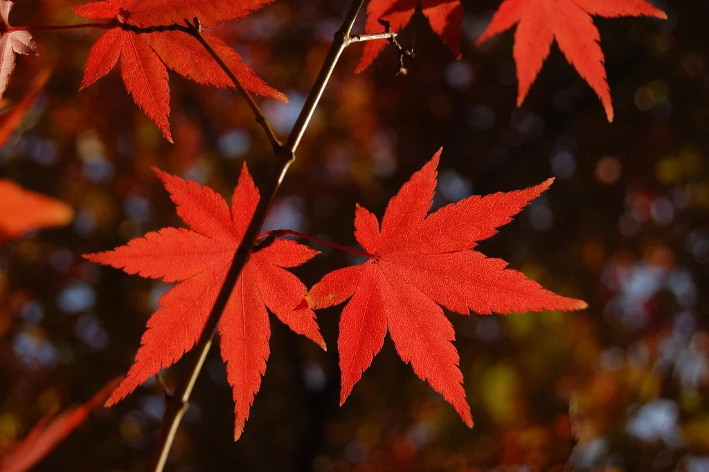 Autumn Family Fun: Tokyo & Yokohama Foliage Spots